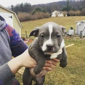 Iron Den Kennels Client Reviews