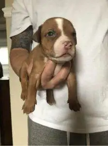 Iron Den Kennels Client Reviews