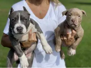 Iron Den Kennels Client Reviews