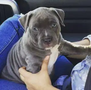 Iron Den Kennels Client Reviews