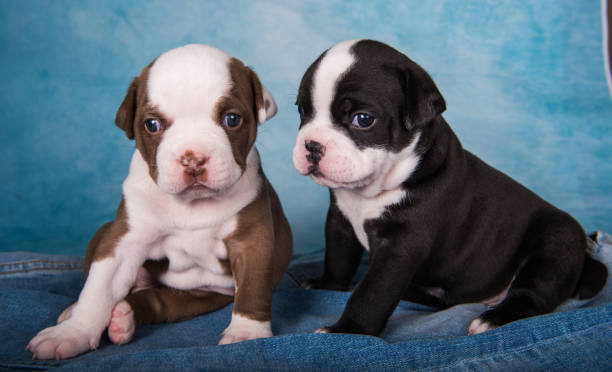 American Bully puppy sitting on blue jeans