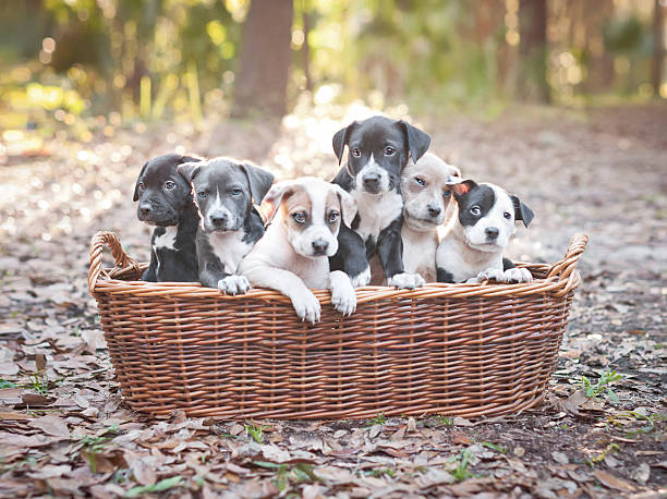 Basket of six two-month-old Pit Bull puppies outdoors.