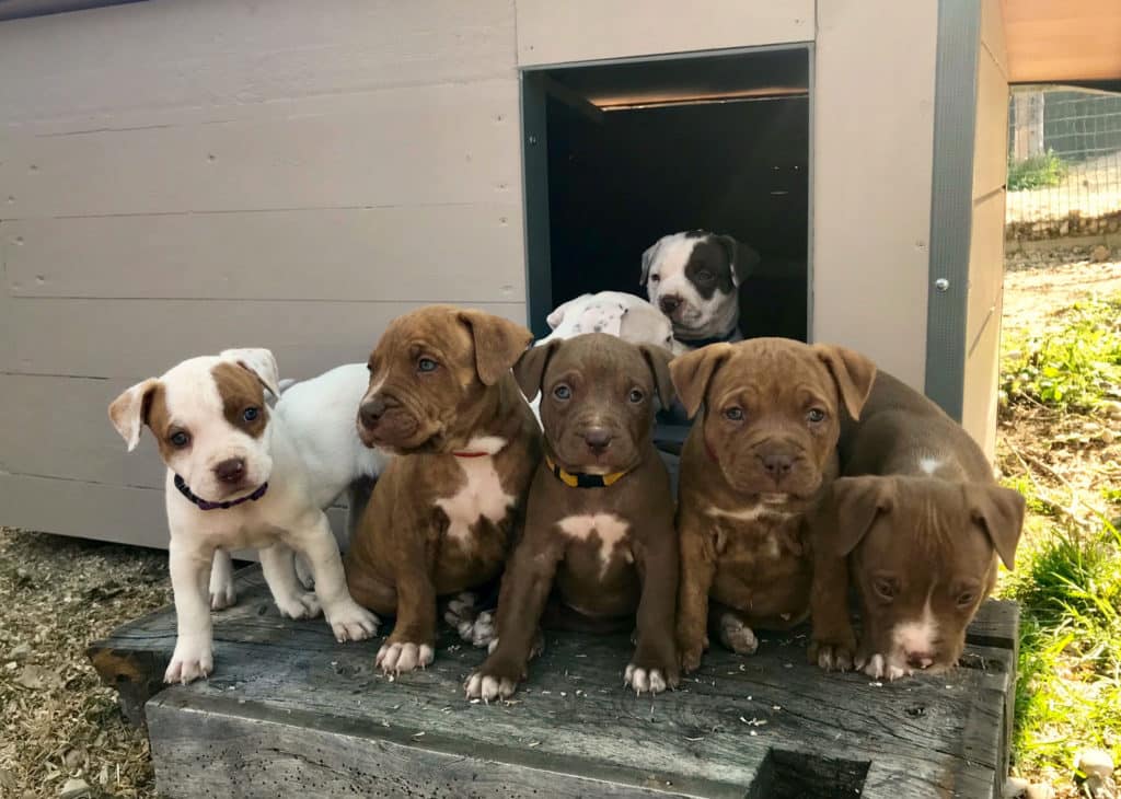Find Your New Best Friend: Pitbull and Bully Puppies for Sale at Iron Den Kennels