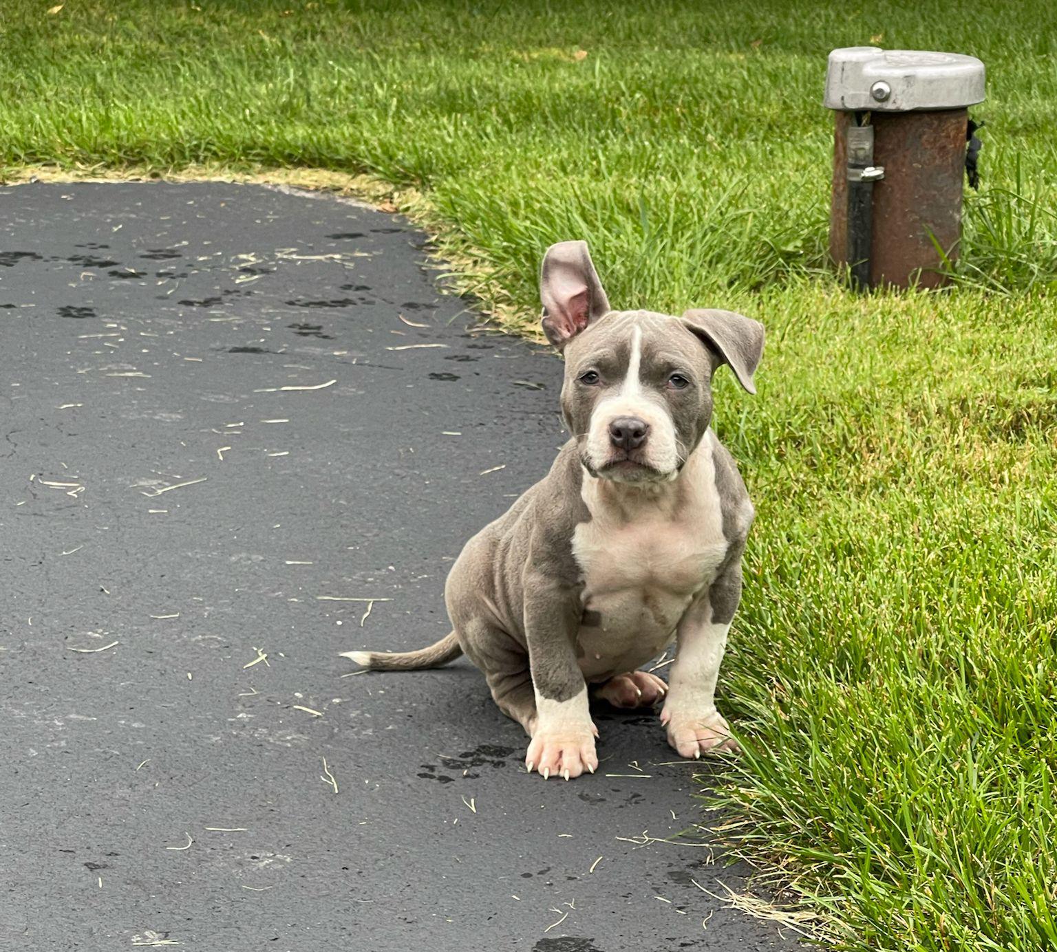 Pitbull puppies for sale in NY with health records
