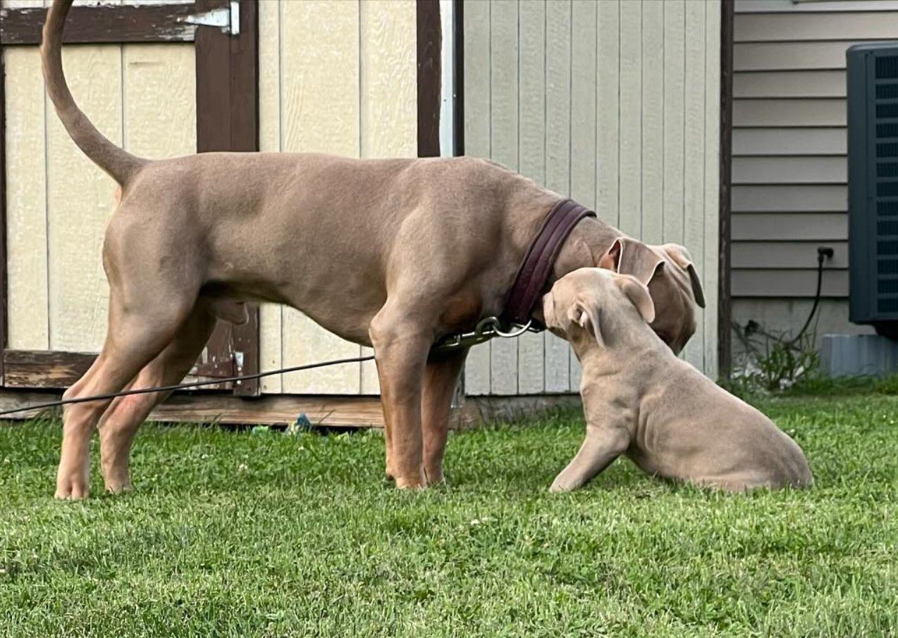 Cute Pitbull puppy playing in a park in NY