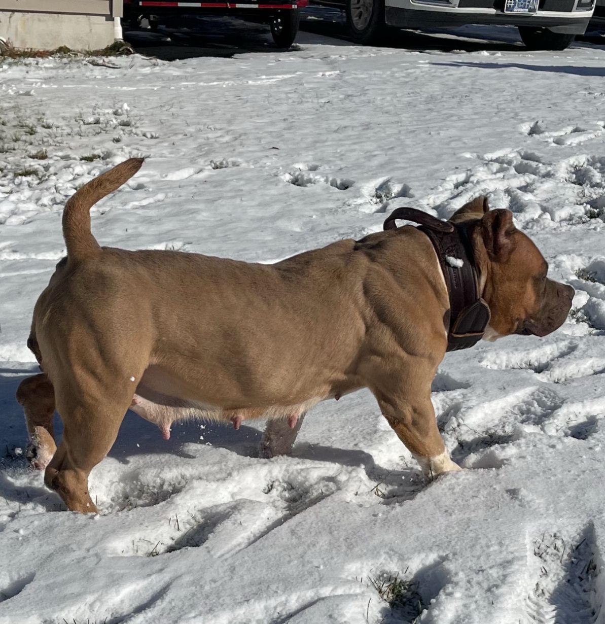 Brown female pit bull exploring a snowy yard in NJ with a thick leather harness on.