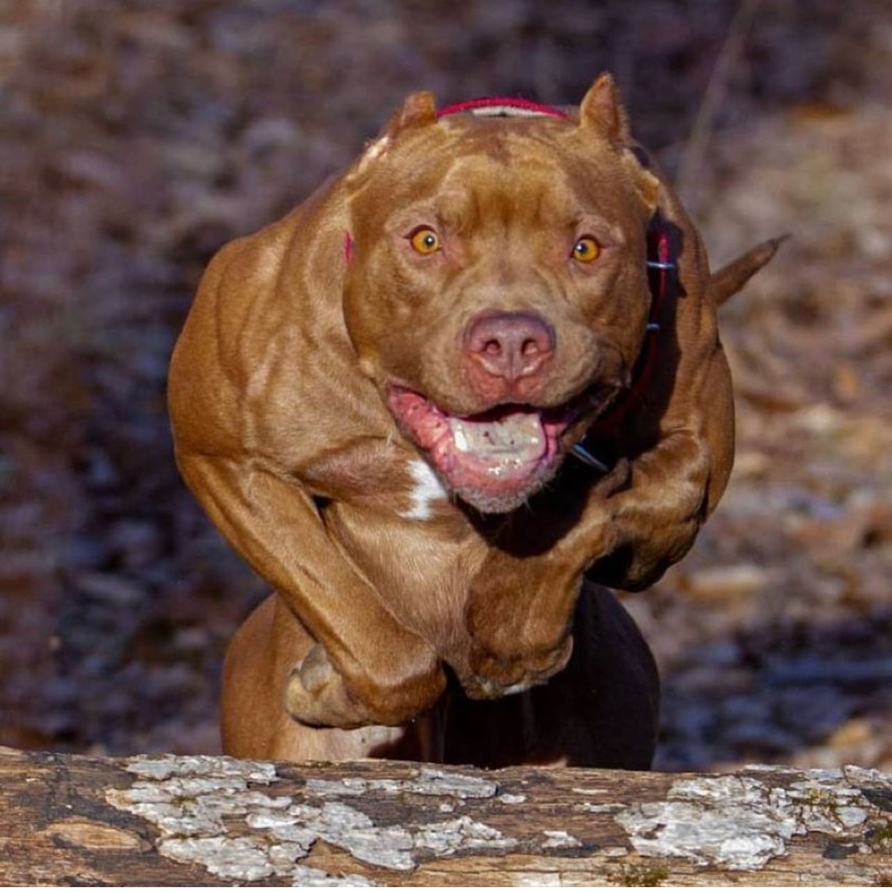 Muscular Pitbull clearing a wooden log trail in New Jersey