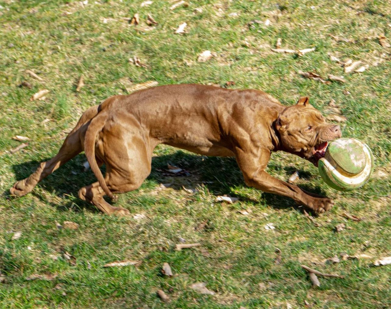 Playful Pitbull interacting with a torn ball on a sunny day in NJ park