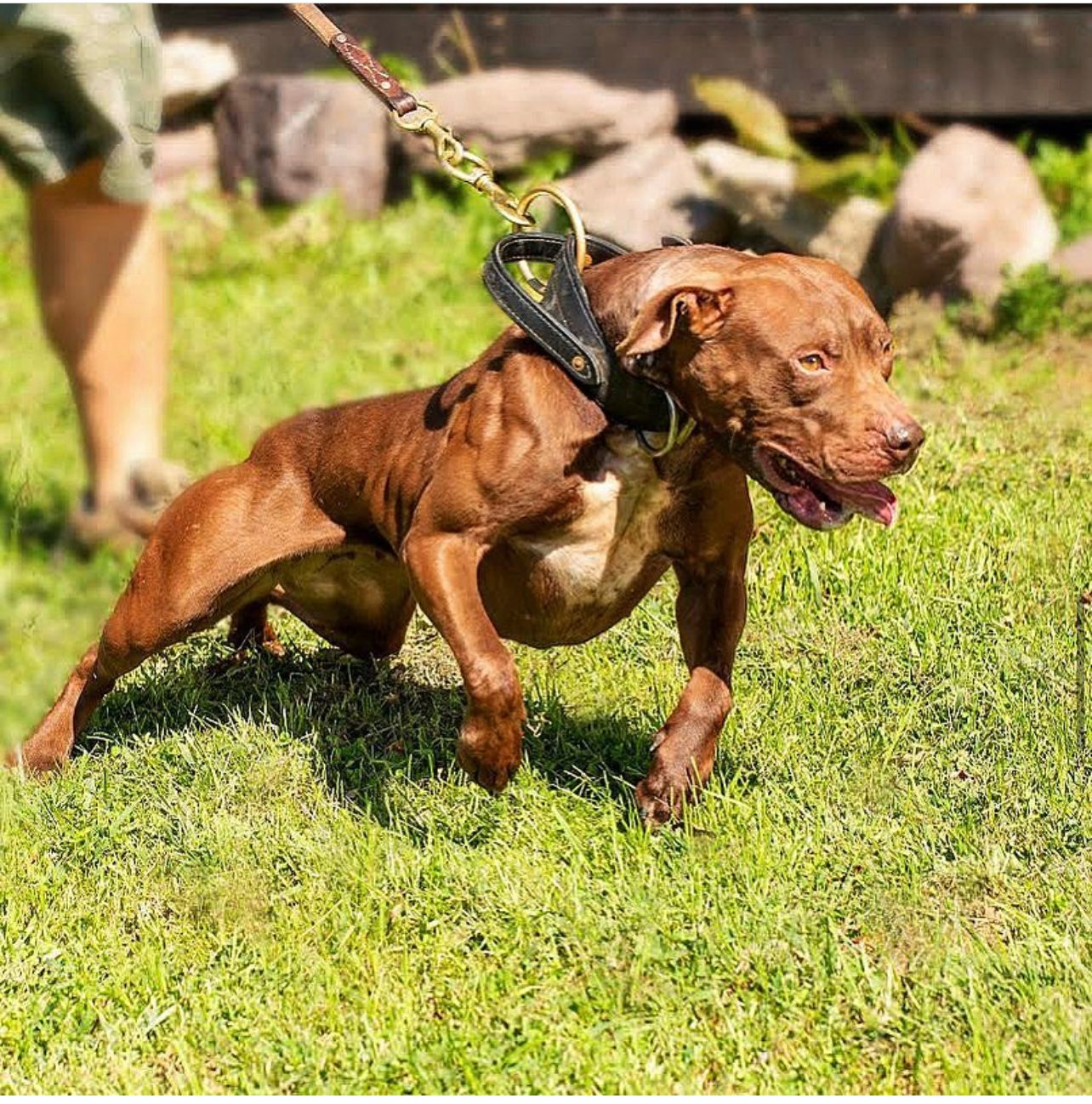 Powerful-looking Pitbull enjoying a walk in New Jersey
