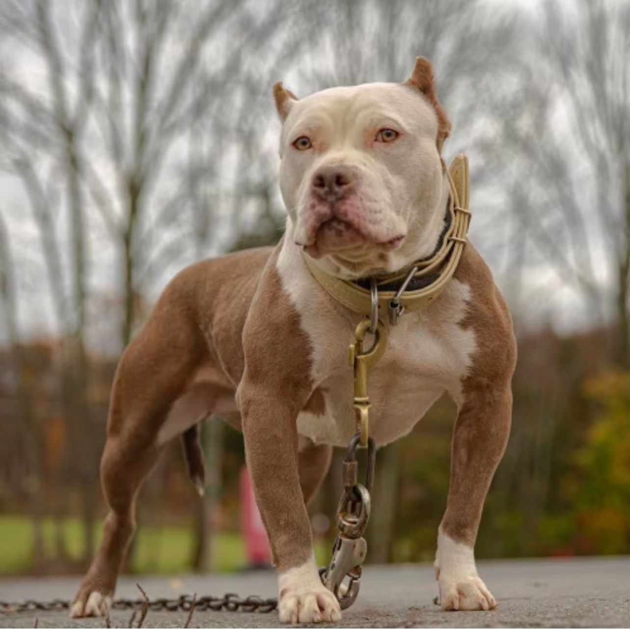 Brown and white Pitbull with cropped ears wearing a thick collar in NJ 