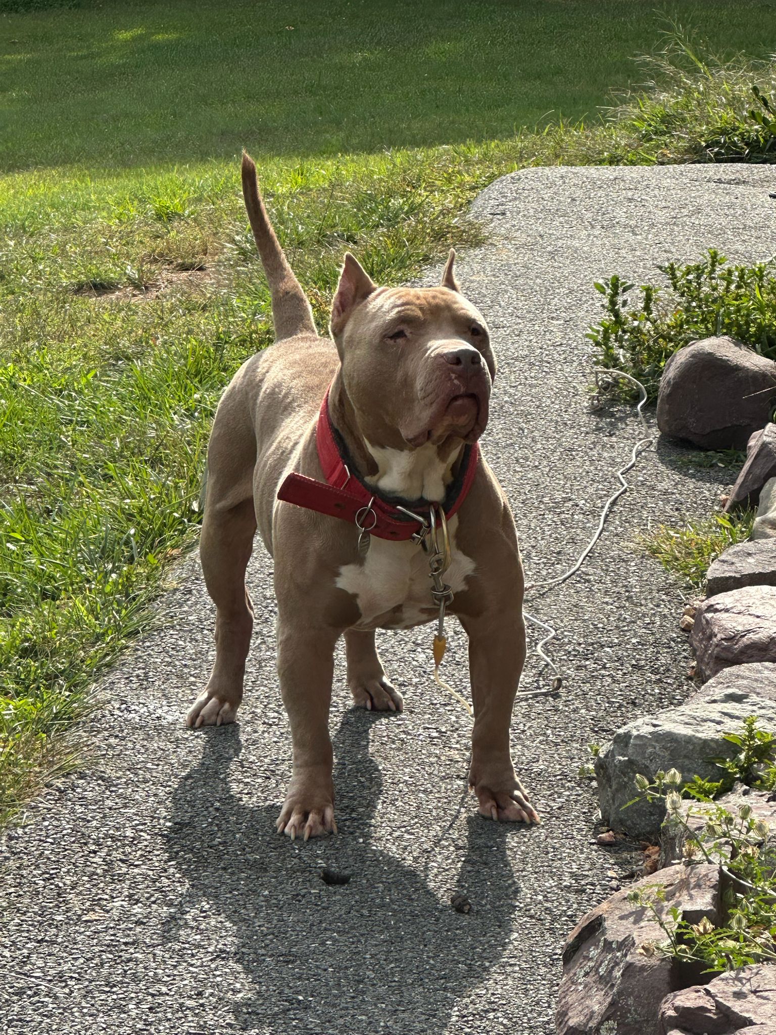 American Bully in a park, NJ outdoors in sunlight.