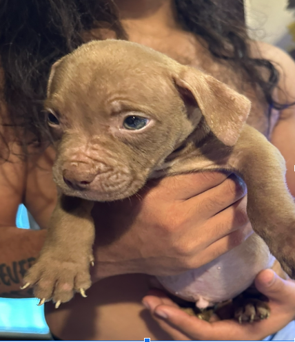 Young puppy in hands, indoors in New Jersey.