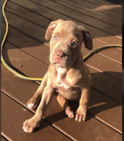 Pitbull  puppy with blue eyes on a wooden deck in New Jersey
