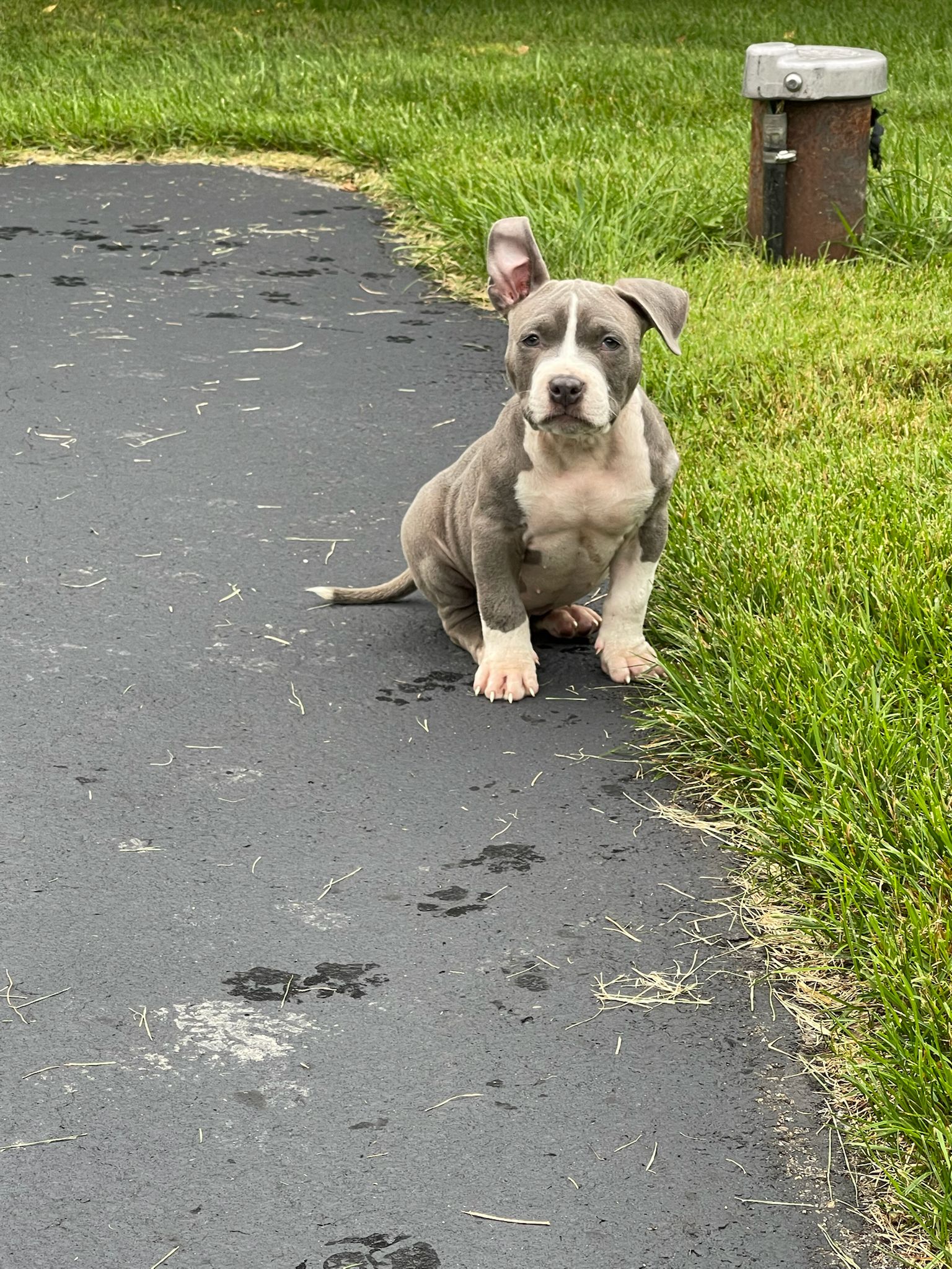 Playful pit bull pup by grass with wet paw prints in New Jersey