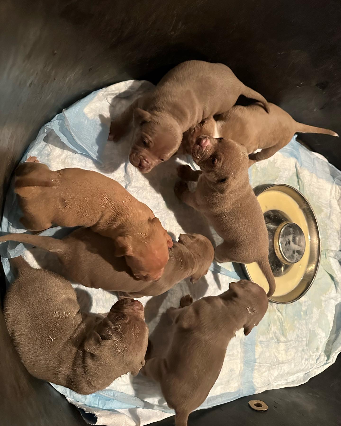 How to Prepare Your Maryland Home for a New Puppy