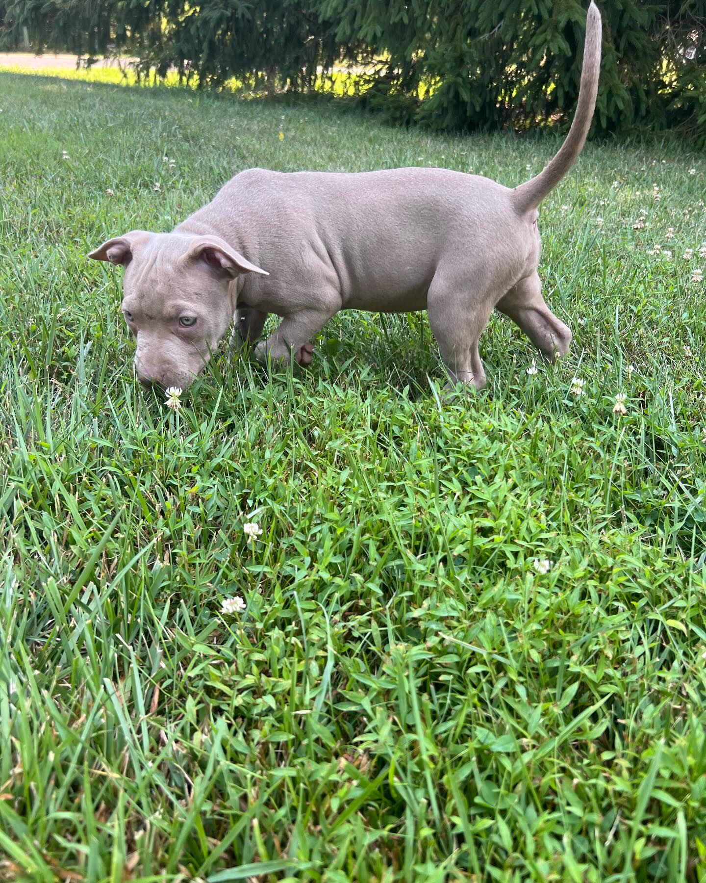 When to Start Walking a Puppy Outdoors in Maryland