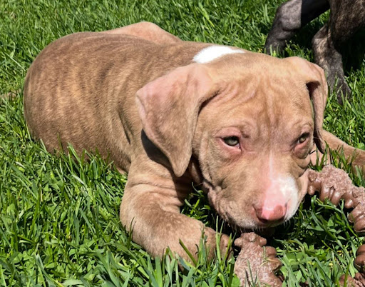 American Bully puppy playing outside in a Maryland backyard 