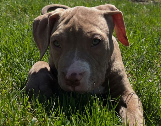 Blue nose Bully puppy in Maryland with soft gray coat and bright 
