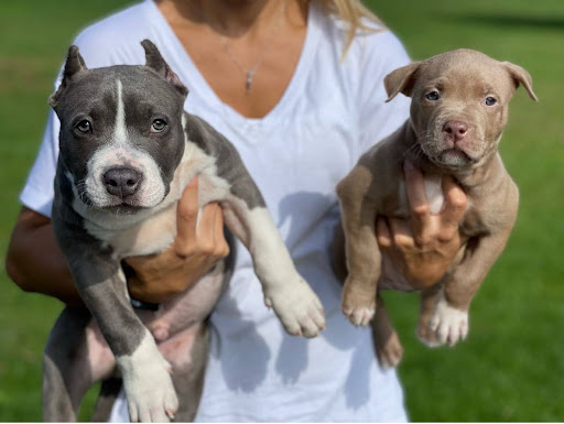 Safe home delivery of a Pitbull puppy in Maryland by Iron Den Kennels 