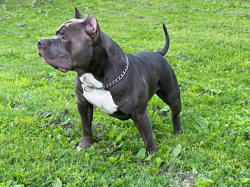 Muscular Razors Edge Bully with wide head standing on grass in Maryland 