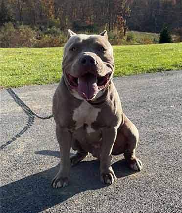 XL Pitbull breeder in Baltimore, MD, holding a healthy young pup 