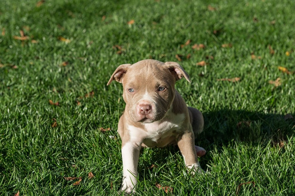 Healthy Pitbull Puppies for Sale in NYC Trusted Breeders
