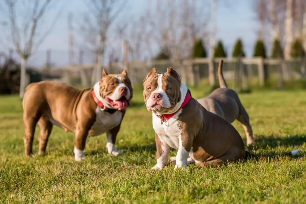 How American Bully Breeders New Jersey Strong Bloodlines