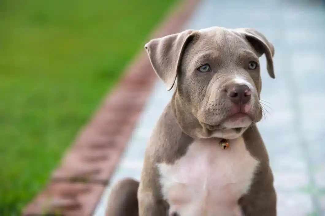 Healthy Pitbull Kennels Puppies for Sale New York